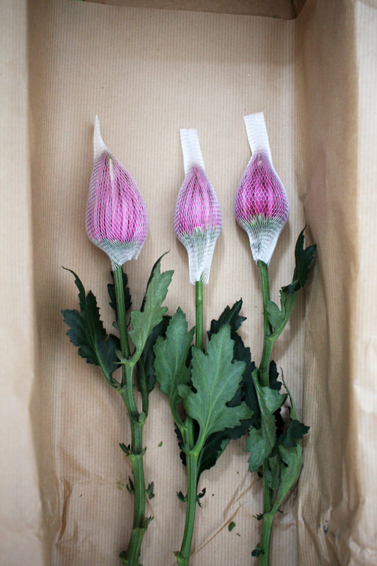 Three flowers next to each other, each head wrapped in a mesh holding the petals together.